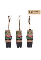 Rubus idaeus Willamette P15