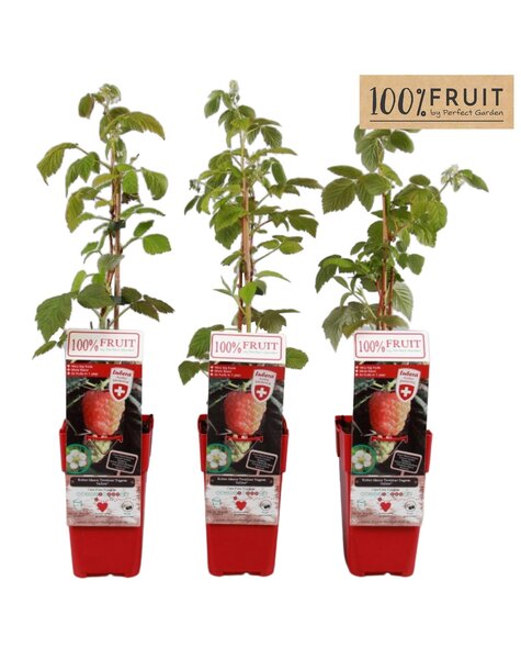 Rubus ideaus Twotimer Sugana Yellow® P15