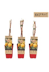 Rubus ideaus Twotimer Sugana Yellow® P15