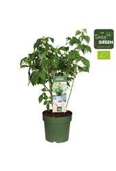 Rubus Low.® Little Sweet Sister® Patio Bio P23