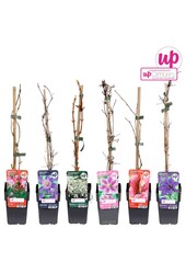 Kletterpflanzen Clematis Mix Tray Value P12