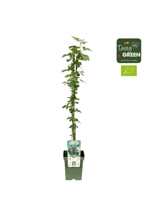 Rubus Navaho® Summerlong® Bio P23