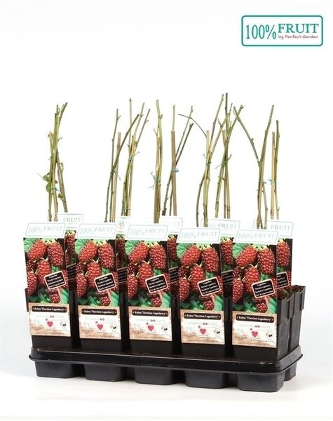Rubus Dornenlose Loganbeere P15