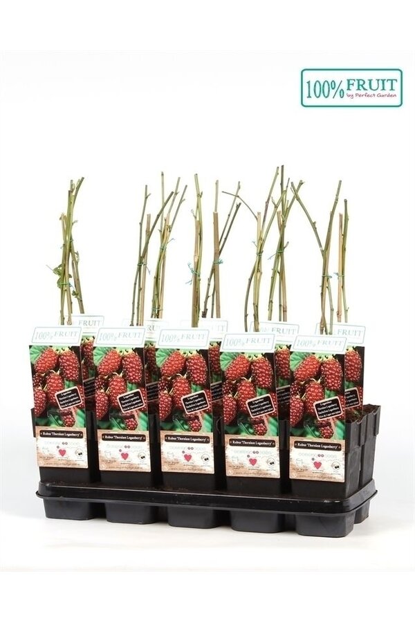 Rubus Dornenlose Loganbeere P15