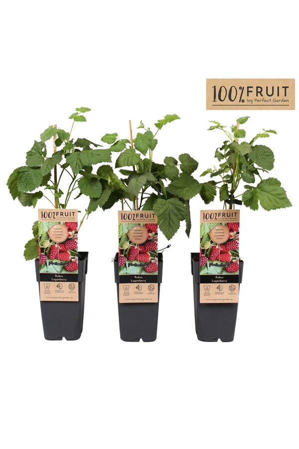 Rubus Dornenlose Loganbeere P15