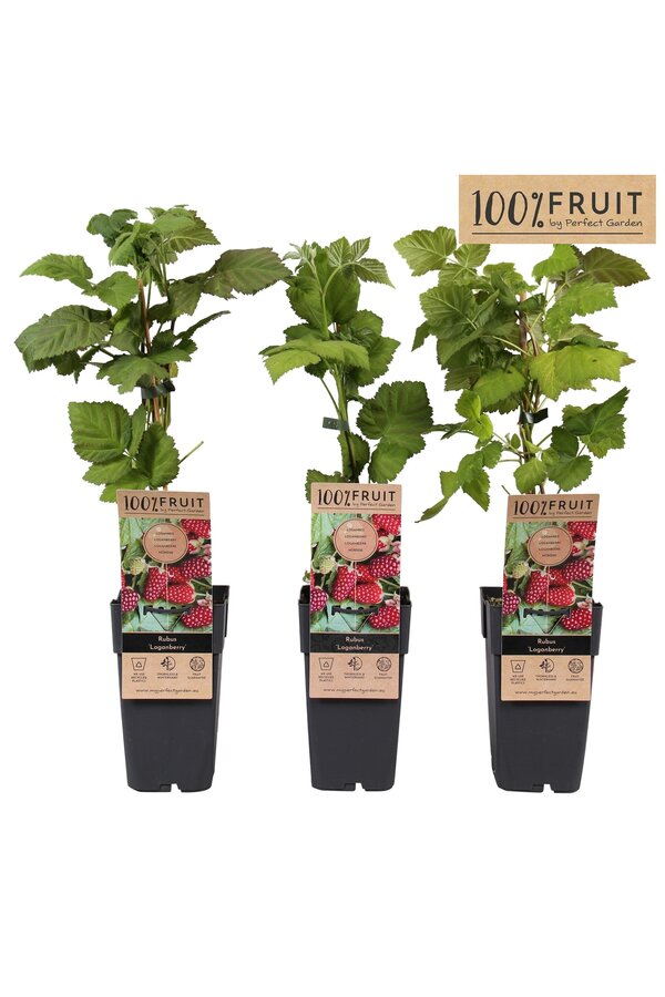 Rubus Dornenlose Loganbeere P15