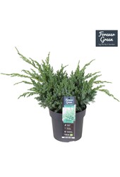 Juniperus squamata Hunnetorp P19