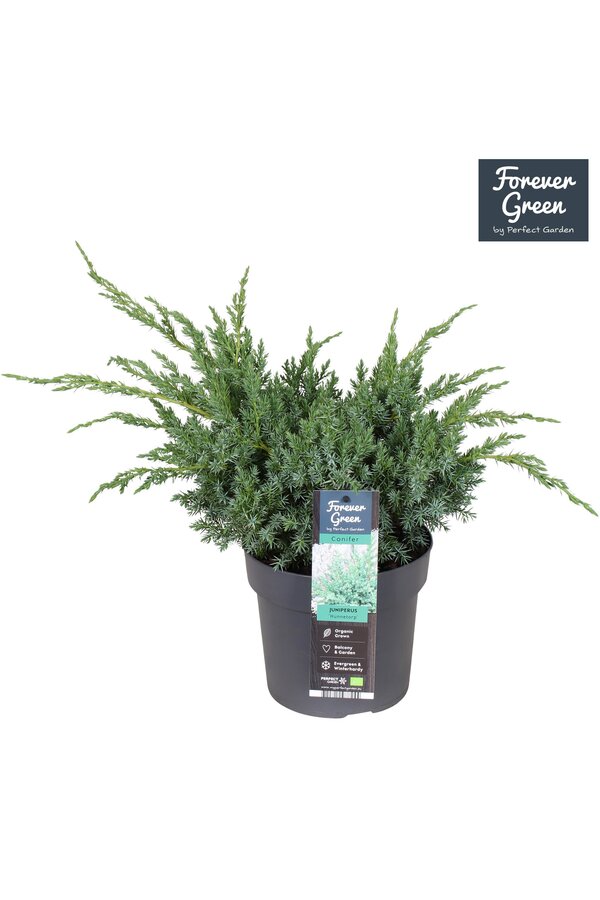 Juniperus squamata Hunnetorp P19