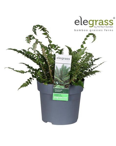 Polystichum neolobatum P14