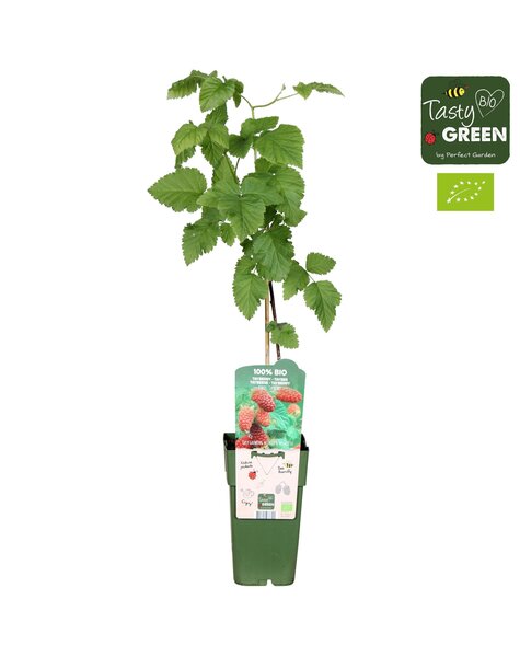 Rubus Tayberry Bio P15