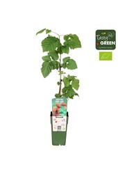 Rubus Tayberry Bio P15