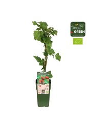Rubus Tayberry Bio P15