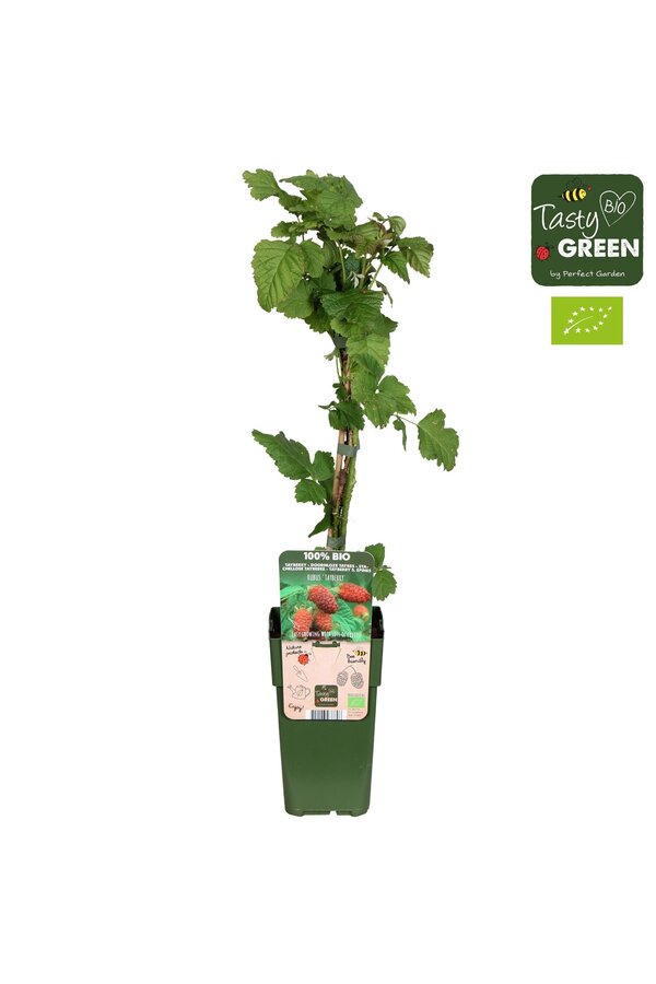 Rubus Tayberry Bio P15
