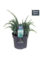 Juniperus squamata Meyeri P19