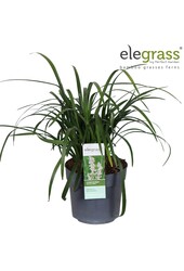 Liriope muscari Monroe White P19