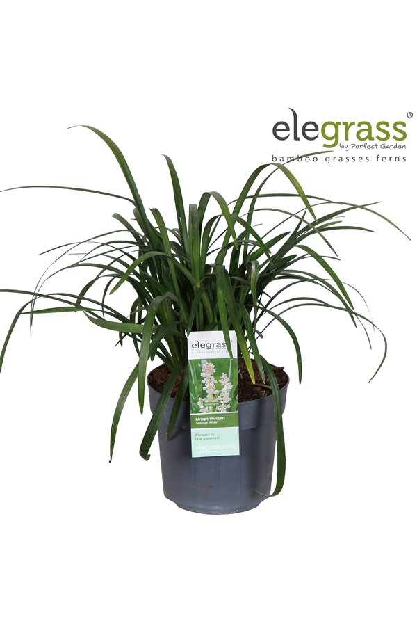 Liriope muscari Monroe White P19