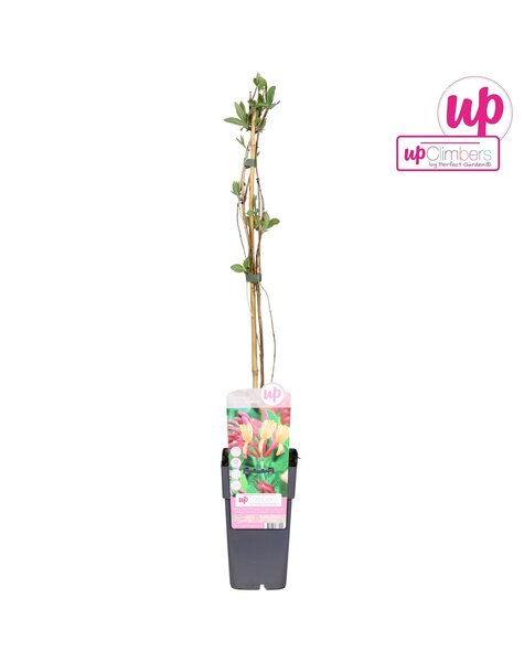 Lonicera heckrottii Goldflame P15