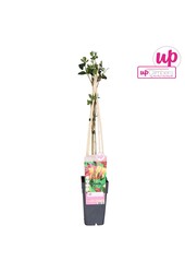 Lonicera heckrottii Goldflame P15