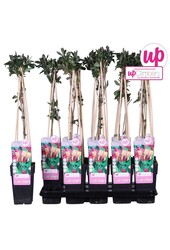 Lonicera heckrottii Goldflame P15