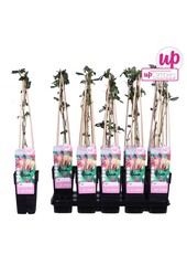 Lonicera heckrottii Goldflame P15