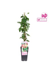 Lonicera heckrottii Goldflame P15