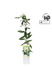 Lonicera henryi Copper Beauty P15