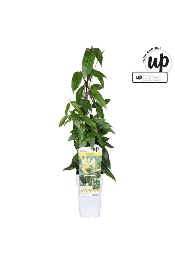Lonicera henryi Copper Beauty P15