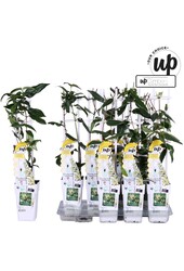 Lonicera henryi Copper Beauty P15