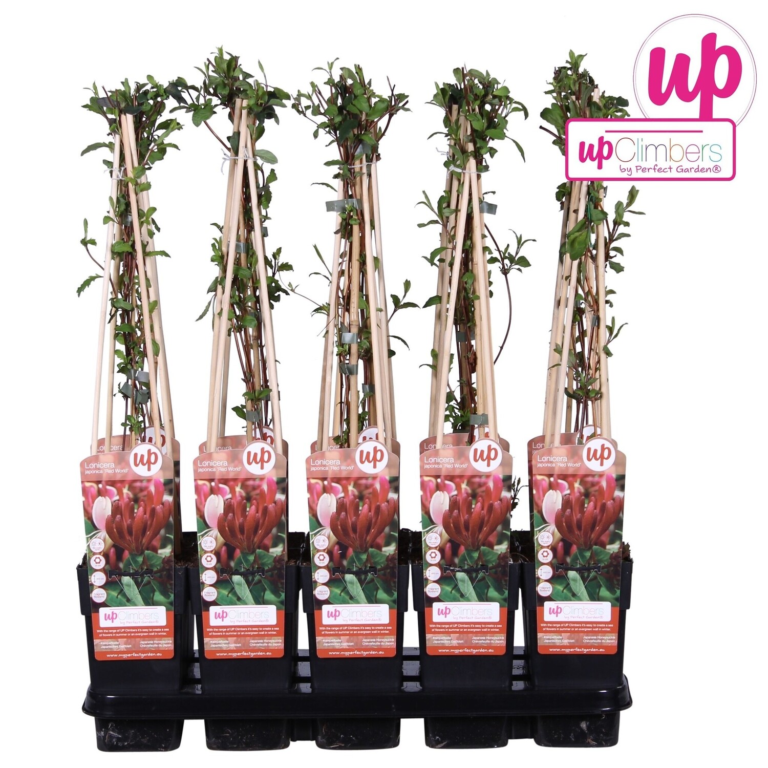 Lonicera japonica Red World P15 | Schnelle Lieferung | Fleurdirect -  www.fleurdirect.com