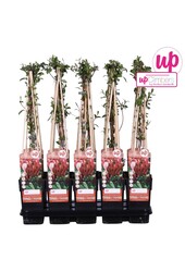 Lonicera japonica Red World P15