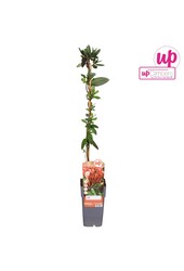 Lonicera japonica Red World P15