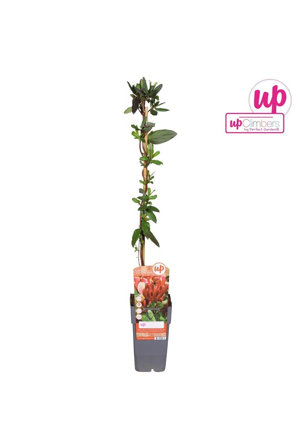 Lonicera japonica Red World P15