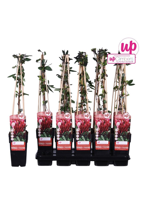Lonicera japonica Red World P15