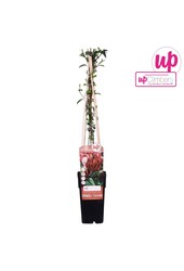 Lonicera japonica Red World P15