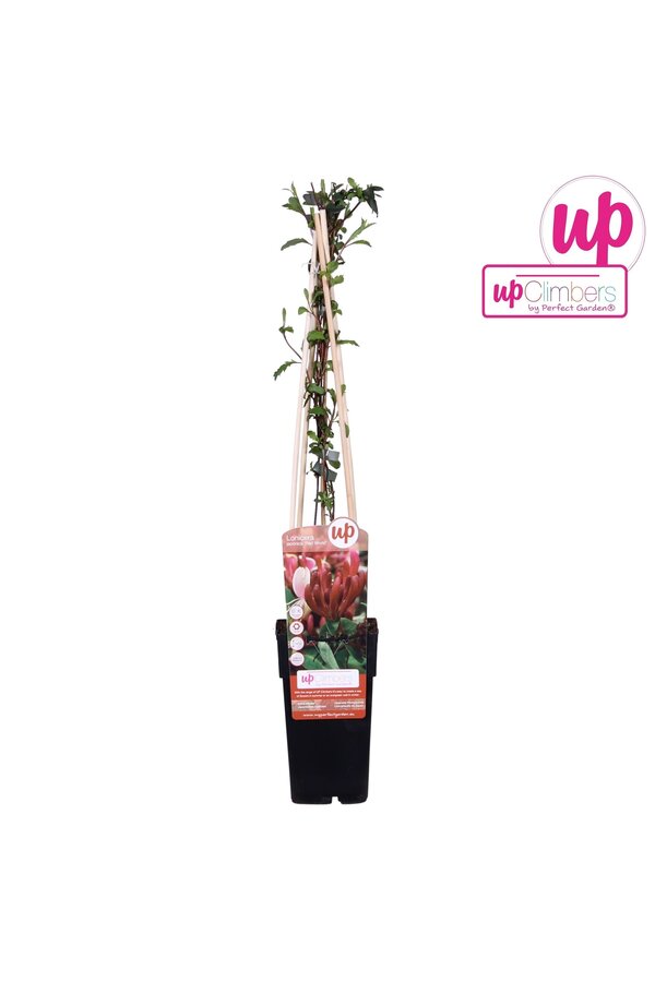 Lonicera japonica Red World P15