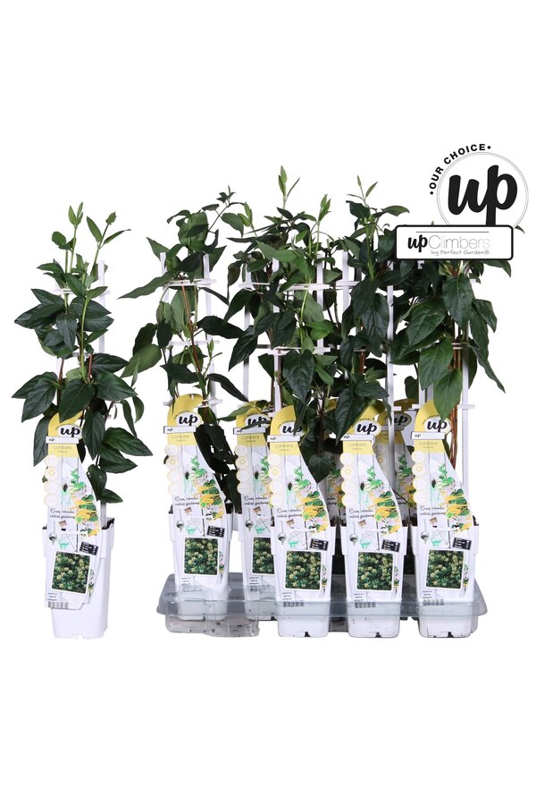 Lonicera similis Delavayi P15