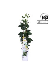 Lonicera similis Delavayi P15