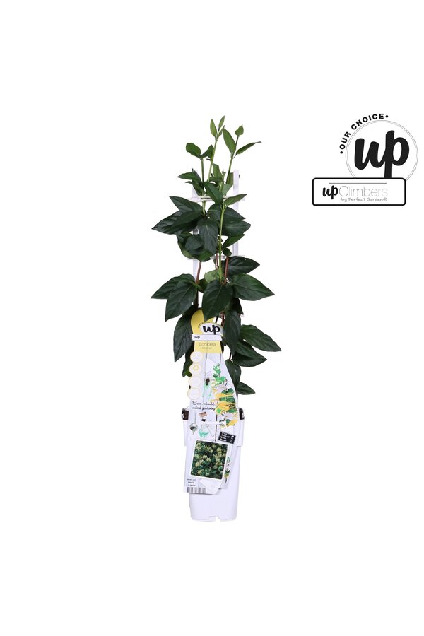 Lonicera similis Delavayi P15