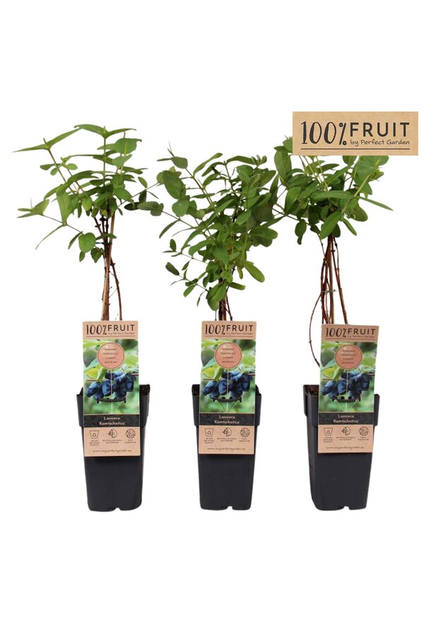 Lonicera Kamtschatica P15