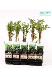 Lonicera Kamtschatica P15