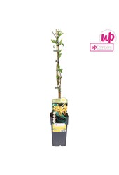 Lonicera Tellmanniana P15