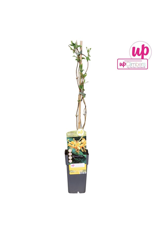 Lonicera Tellmanniana P15