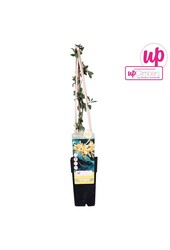 Lonicera Tellmanniana P15