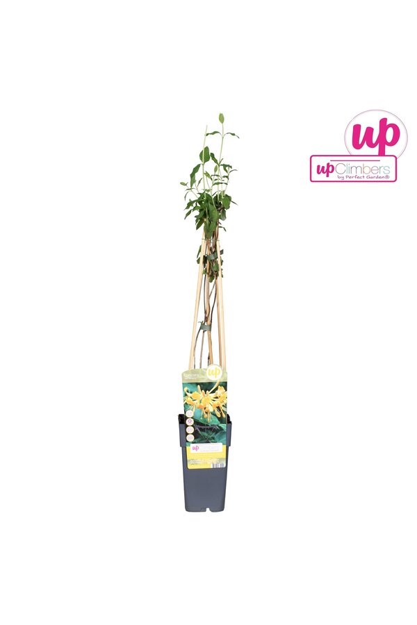 Lonicera Tellmanniana P15