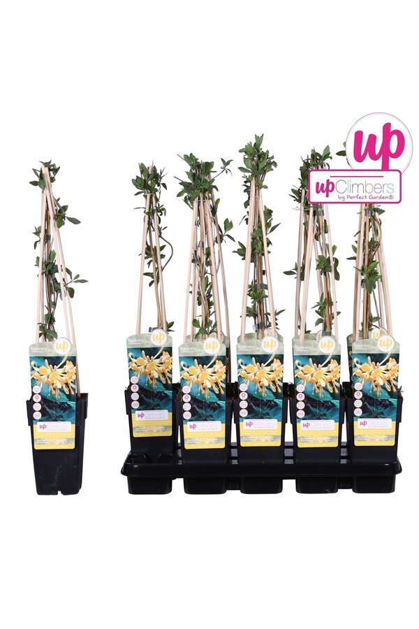 Lonicera Tellmanniana P15