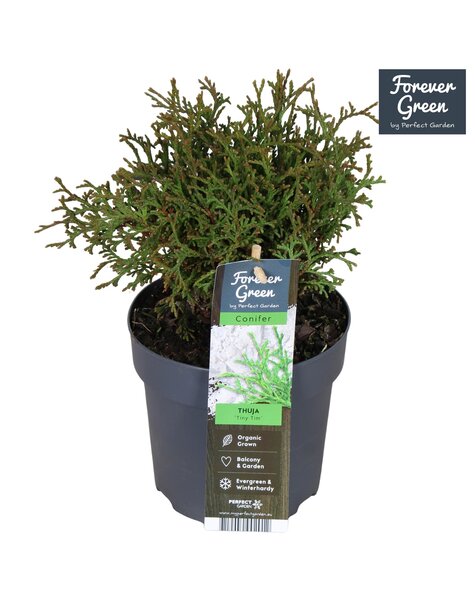 Thuja occidentalis Tiny Tim P14