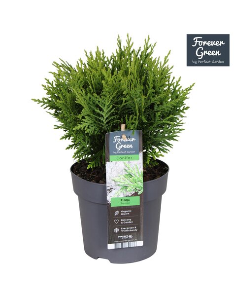 Thuja occidentalis Danica P14