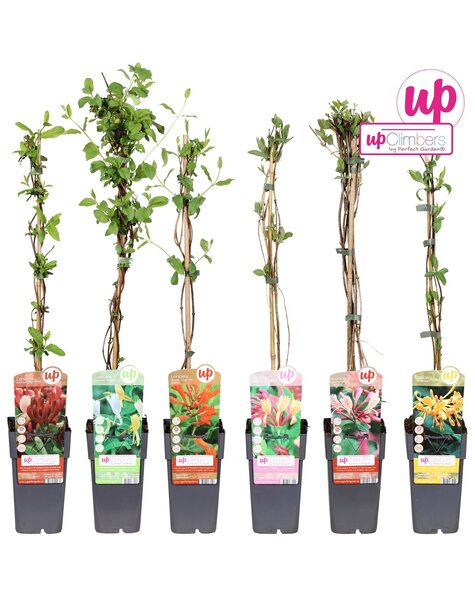 Lonicera Mix-Schale P15