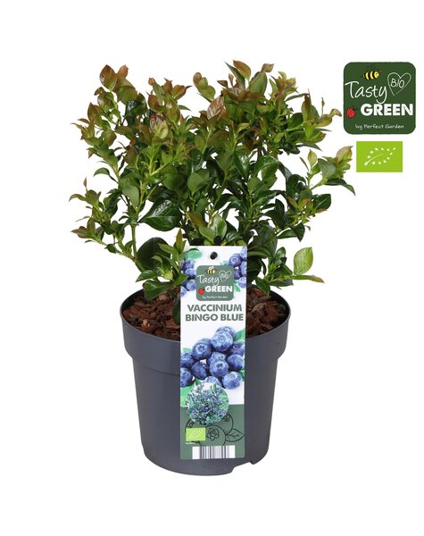 Vaccinium Bingo Blue Bio P14
