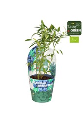 Vaccinium Bingo Blue Bio P14